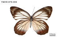 藏品(白豔粉蝶)的圖片